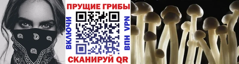 купить наркоту Сольвычегодск Псилоцибиновые грибы прущие грибы